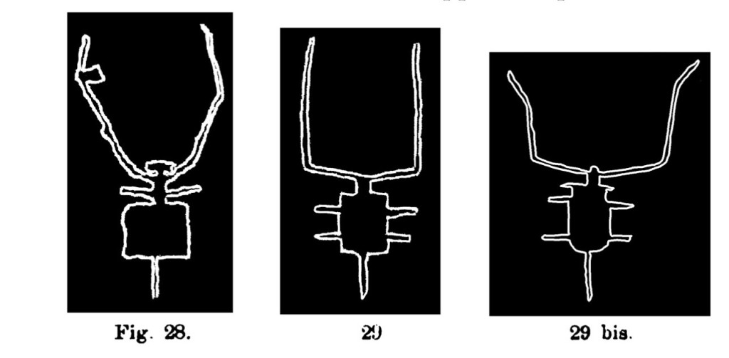 Fig. 28, 29, 29 bis. Immagine schematica di bovino. Fontanalba. Assai ridotte (Bicknell).