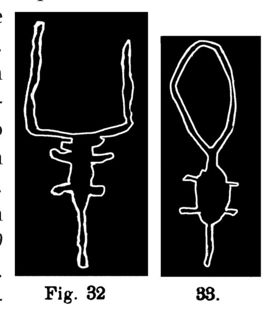 Fig. 30. Immagini schematiche di bovini. Fontanalba. La prima nell'originale misura m. 0,41 di lunghezza (Bicknell).