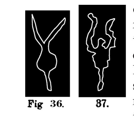 Fig. 36 e 37. Schemi o simboli di bovini. Fontanalba. Assai ridotti (Bicknell).