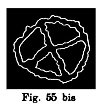 Fig. 55 bis. Segno numerale. Val d'Inferno. Larghezza dell'originale m. 0,156 (Rivière).